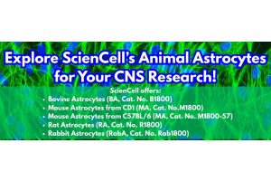 Animal Astrocytes for your CNS research